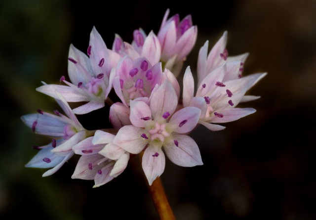 Allium amplectens - Paper Onion 14-4161_1.jpg